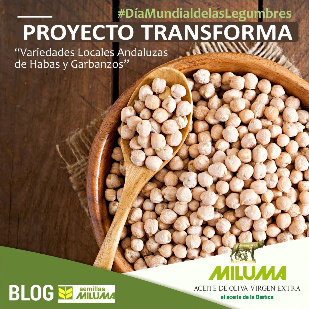 Miluma apuesta por la conservación de legumbres locales ecológicas