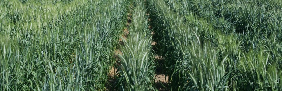 cultivo de nueva variedad de trigo bajo en gluten