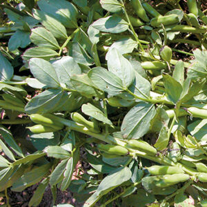 haboncillo Prothabon 101